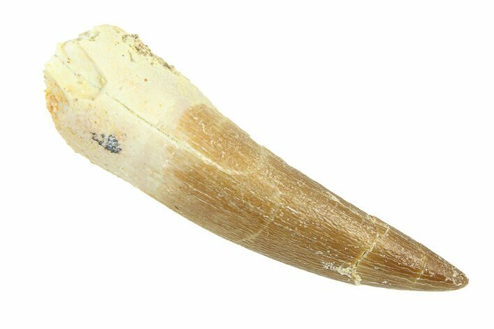 Fossil Plesiosaur (Zarafasaura) Tooth - Morocco #293218